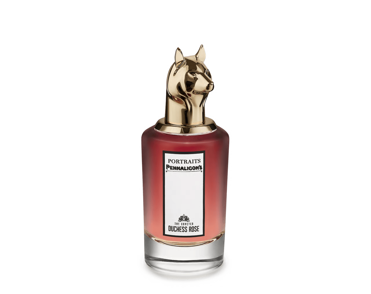 The Coveted Duchess Rose